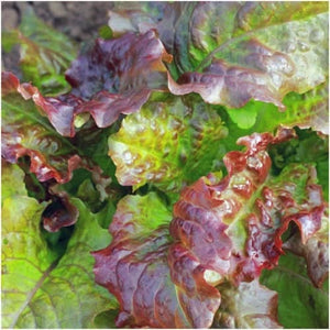 Prizehead Lettuce Seeds For Planting (Lactuca sativa)