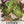 Prizehead Lettuce Seeds For Planting (Lactuca sativa)