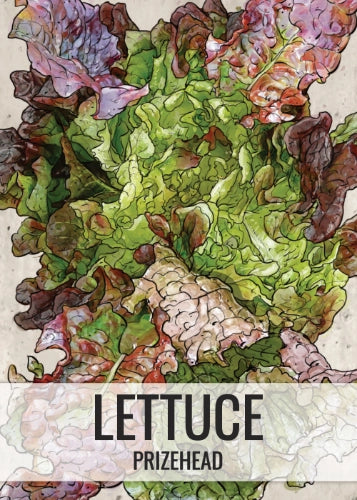 Prizehead Lettuce Seeds For Planting (Lactuca sativa)