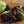 Red Romaine Lettuce Seeds For Planting (Lactuca sativa)