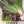 Red Romaine Lettuce Seeds For Planting (Lactuca sativa)