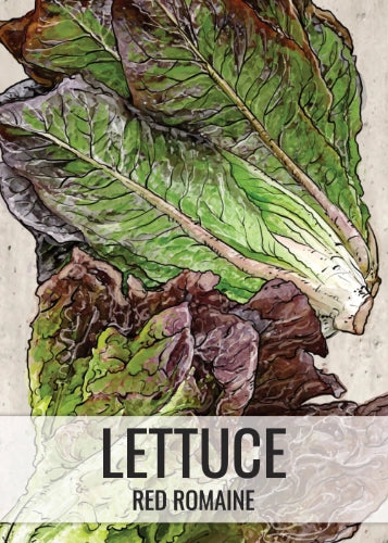 Red Romaine Lettuce Seeds For Planting (Lactuca sativa)