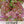 Ruby Red Lettuce Seeds For Planting (Lactuca sativa)