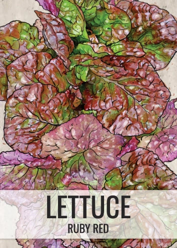 Ruby Red Lettuce Seeds For Planting (Lactuca sativa)