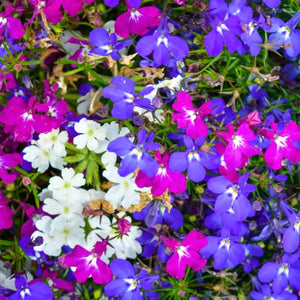 Cascade Blend Lobelia Seeds For Planting (Lobelia pendula)
