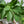 Lovage Herb Seeds For Planting (Levisticum officinale)