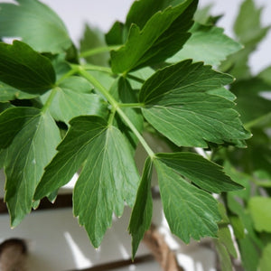 Lovage Herb Seeds For Planting (Levisticum officinale)