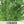 Lovage Herb Seeds For Planting (Levisticum officinale)