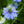 Blue Love In A Mist Seeds For Planting (Nigella damascena)