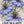 Blue Love In A Mist Seeds For Planting (Nigella damascena)