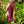 Love Lies Bleeding Seeds For Planting (Amaranthus caudatus)