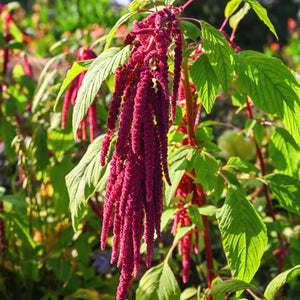 Love Lies Bleeding Seeds For Planting (Amaranthus caudatus)