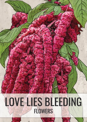 Love Lies Bleeding Seeds For Planting (Amaranthus caudatus)