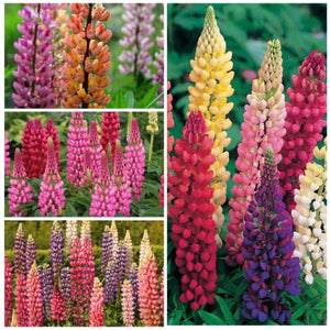 Lupine Russell Seeds For Planting (Lupinus polyphyllus)