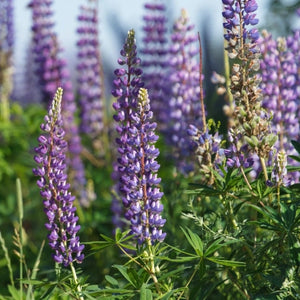Wild Perennial Lupine Seeds For Planting (Lupinus perennis)