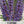 Wild Perennial Lupine Seeds For Planting (Lupinus perennis)