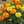 Crackerjack Marigold Mixture (Tagetes erecta)