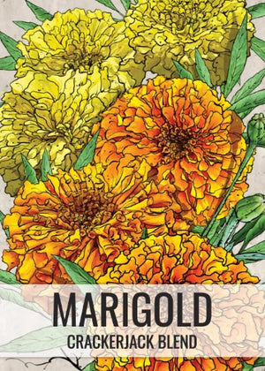 Crackerjack Marigold Mixture (Tagetes erecta)