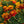 Bolero Marigold Seeds For Planting (Tagetes erecta)