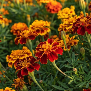 Bolero Marigold Seeds For Planting (Tagetes erecta)