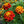 Double Fiesta French Marigold Seeds For Planting (Tagetes patula)