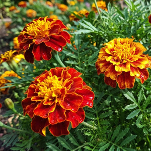 Double Fiesta French Marigold Seeds For Planting (Tagetes patula)