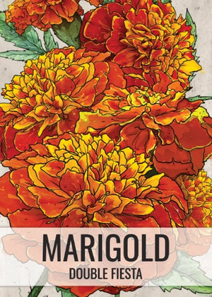 Double Fiesta French Marigold Seeds For Planting (Tagetes patula)