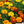 Petite Marigold Seed Blend (Tagetes patula)