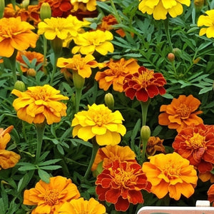 Petite Marigold Seed Blend (Tagetes patula)