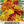 Petite Marigold Seed Blend (Tagetes patula)