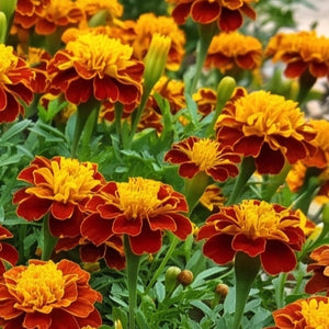 Tiger Eye French Marigold Seeds For Planting (Tagetes patula)