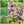Sweet Marjoram Herb Seeds For Planting (Origanum majorana)