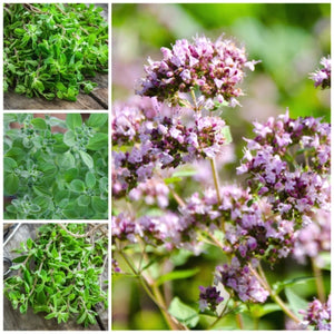 Sweet Marjoram Herb Seeds For Planting (Origanum majorana)