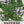 Sweet Marjoram Herb Seeds For Planting (Origanum majorana)