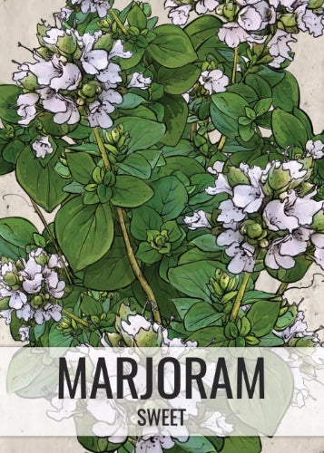Sweet Marjoram Herb Seeds For Planting (Origanum majorana)