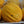 Canary Melon Seeds For Planting (Cucumis melo)