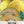 Crenshaw Melon Seeds For Planting (Cucumis melo)