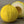 Golden Beauty Casaba Melon Seeds For Planting (Cucumis melo)