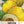 Golden Beauty Casaba Melon Seeds For Planting (Cucumis melo)