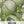 Green Honeydew Melon Seeds For Planting (Cucumis melo)