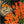 Butterfly Milkweed Seeds For Planting (Asclepias tuberosa)