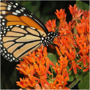 Butterfly Milkweed Seeds For Planting (Asclepias tuberosa)