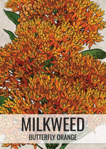 Butterfly Milkweed Seeds For Planting (Asclepias tuberosa)