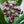 Common Milkweed Seeds For Planting (Asclepias syriaca)