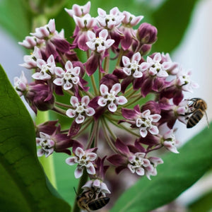 Common Milkweed Seeds For Planting (Asclepias syriaca)