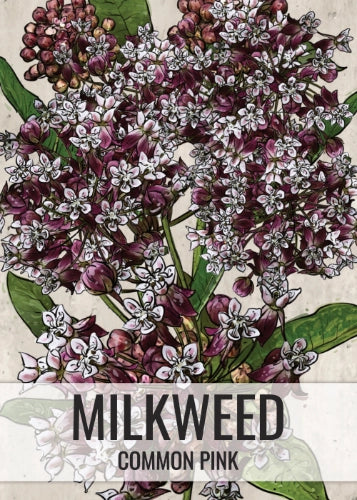 Common Milkweed Seeds For Planting (Asclepias syriaca)