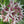 Showy Milkweed Seeds For Planting (Asclepias speciosa)