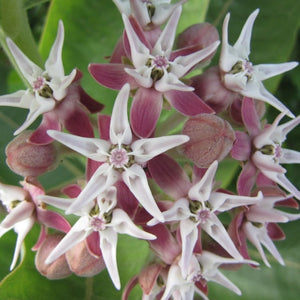 Showy Milkweed Seeds For Planting (Asclepias speciosa)