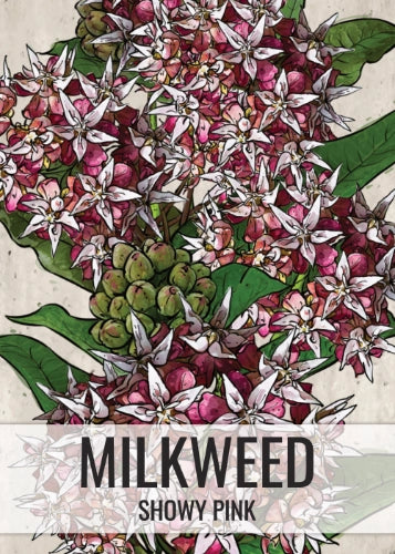 Showy Milkweed Seeds For Planting (Asclepias speciosa)