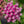 Pink Swamp Milkweed Seeds For Planting (Asclepias incarnata)
